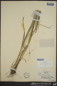 Carex styloflexa image