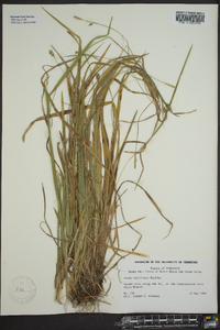 Carex styloflexa image