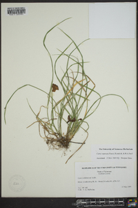 Carex superata image