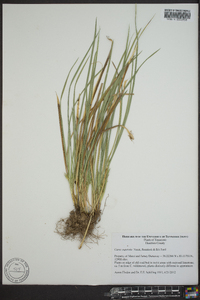 Carex superata image