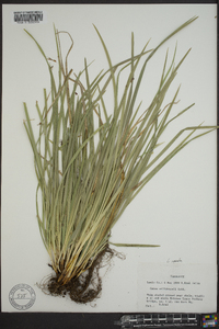 Carex superata image