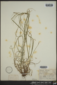 Carex swanii image