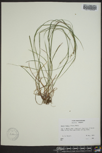 Carex swanii image