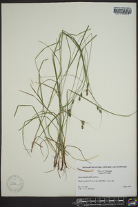 Carex swanii image