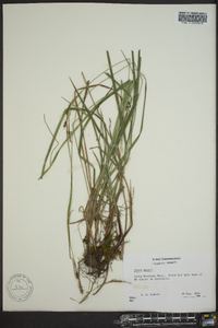 Carex swanii image