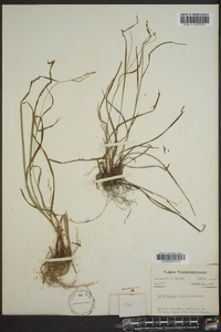 Carex swanii image