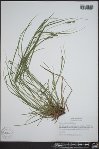 Carex swanii image