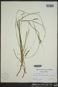 Carex swanii image