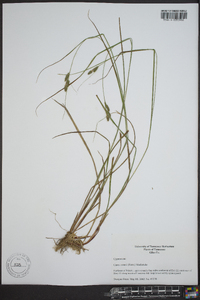 Carex swanii image