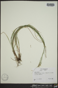 Carex swanii image