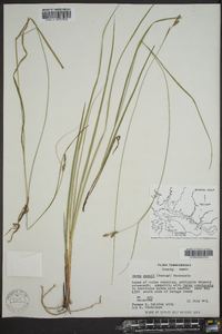 Carex swanii image