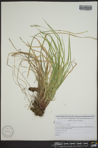 Carex swanii image