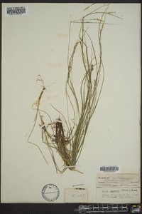 Carex swanii image