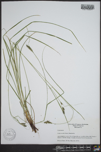 Carex swanii image