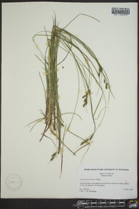 Carex swanii image