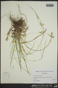 Carex swanii image