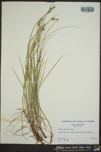 Carex swanii image