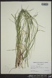 Carex swanii image