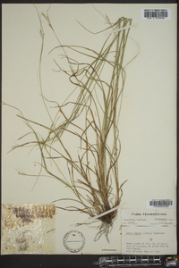 Carex swanii image