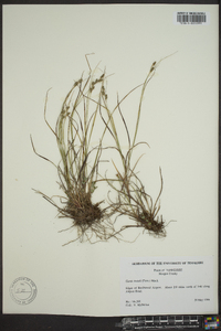 Carex swanii image