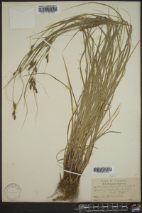 Carex swanii image