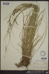 Carex swanii image