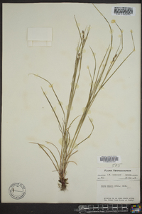 Carex swanii image