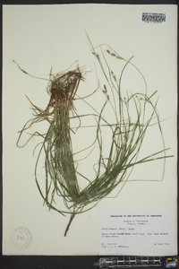 Carex swanii image