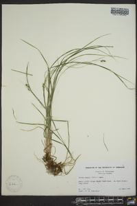 Carex swanii image