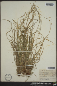 Carex swanii image