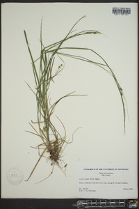 Carex swanii image