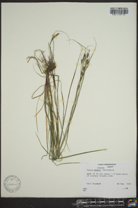 Carex swanii image