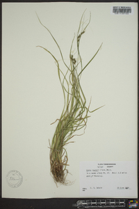 Carex swanii image