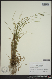 Carex swanii image