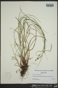 Carex swanii image