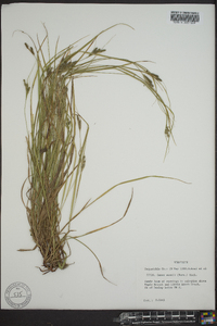 Carex swanii image