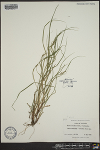 Carex swanii image