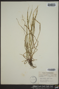 Carex swanii image