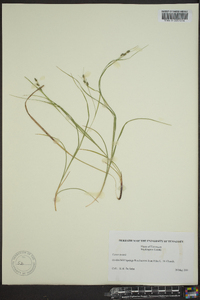 Carex swanii image