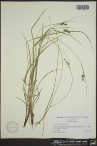 Carex swanii image