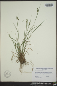 Carex swanii image