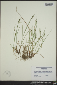 Carex swanii image