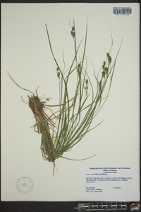 Carex swanii image