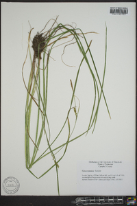 Carex tetanica image