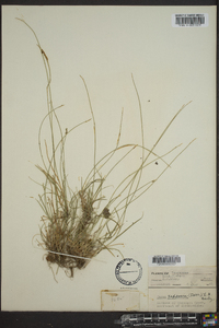 Carex texensis image