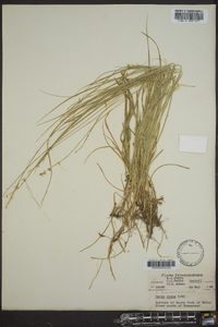 Carex texensis image