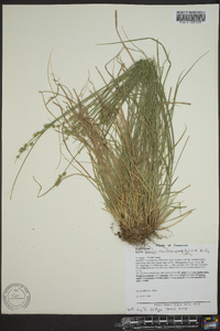 Carex texensis image