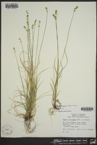 Carex texensis image