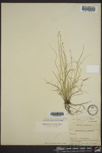 Carex texensis image