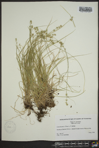 Carex texensis image